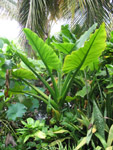 Colocasia gigantea / Oreille d'Elephant - Jeune Plant