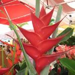Heliconia caribaea - Rhizome