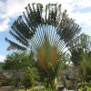 Ravenala madagascariensis / Arbre du Voyageur Ravenala madagascariensis / Arbre du Voyageur