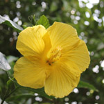 Hibiscus rosa-sinensis - jaune - jeune plant