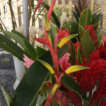 Heliconia schiedeana - Rhizome