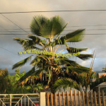 Pritchardia pacifica / Palmier des Iles Fidji - lot de 10 graines