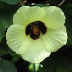 Hibiscus aculeatus - Jeune plant