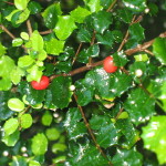 Malpighia coccigera / Houx créole - Jeune plant