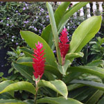 Alpinia purpurata / Gingembre rouge - Jeune Plant