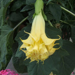 Brugmansia arborea / Datura - lot de 6 graines