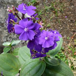 Tibouchina urvilleana - Jeune plant