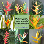 Heliconia / Balisier - Jeune plant