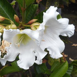 Beaumontia grandiflora / Trompette du Népal - Jeune plant