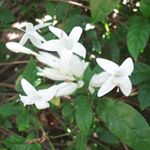 Ruellia longifolia - Jeune plant