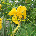 Caesalpinia pulcherrima / Flamboyant Nain Jaune - lot de 15 graines