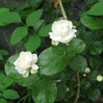 Jasminum sambac / Jasmin d'Arabie - Jeune Plant - RARE