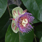 Passiflora maliformis / Coque en Fer - lot de 20 graines