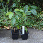 Cinnamomum camphora / Camphrier - Jeune Plant - RARE