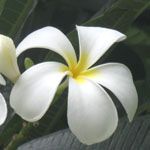 Plumeria obtusa / Frangipanier - Plant raciné
