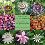 Graines de Passiflore - Assortiment de 100 graines