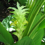Curcuma longa / Safran des Indes - Jeune plant