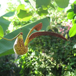 Aristolochia ringens / Aristoloche / Pipe Danoise - Jeune plant