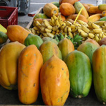 Carica papaya / Papaye - var. Colombo - lot de 20 graines