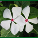 Catharanthus roseus / Pervenche de Madagascar - Blanc - lot de 20 graines