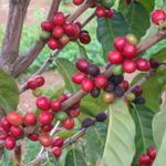 Coffea arabica / Caféier - Jeune Plant