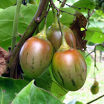 Cyphomandra betacea / Tomate Arbuste / Tamarillo - lot de 20 graines