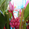 Musa velutina / Bananier d'ornement