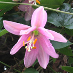Passiflora mollissima / Passiflore Banane lot de 20 graines