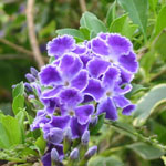 Duranta repens / Vanillier de Cayenne - lot de 10 graines