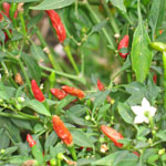 Capsicum sp / Piment de Malaisie - lot de 20 graines