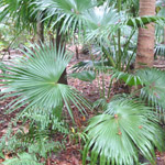 Livistona chinensis / Palmier / Latanier de Chine - jeune plant