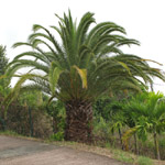 Phoenix canariensis / Palmier des Canaries - Jeune plant