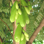 Averrhoa bilimbi / Arbre à Cornichons - lot de 6 graines