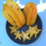 Averrhoa carambola / Carambole - lot de 6 graines