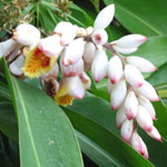Alpinia zerumbet / Gingembre d'Ornement - lot de 20 graines