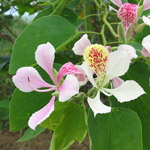 Bauhinia monandra / Arbre Orchidée - lot de 15 graines