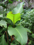 Canna indica / Conflore - jeune plant