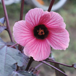 Hibiscus acetosella / Hibiscus à feuille rouge - lot de 10 graines