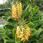 Hedychium gardnerianum / Longose - lot de 15 graines