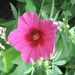 Hibiscus cannabinus / Chanvre de Madras - lot de 10 graines