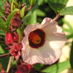 Hibiscus sabdariffa / Bissap - lot de 100 graines