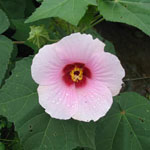 Hibiscus mutabilis / Rose Merveilleuse - Lot de 20 graines
