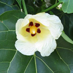 Hibiscus populneus - lot de 10 graines