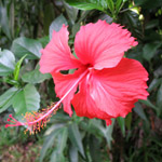 Hibiscus rosa-sinensis / Rose de Chine  - lot de 5 graines