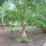 Hyophorbe lagenicaulis / Palmier Bonbonne - Jeune Plant