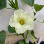 Hibiscus sabdariffa / Bissap Blanc - lot de 10 graines