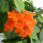 Cordia sebestena / Sebestier - lot de 6 graines