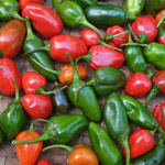 Capsicum sp / Piment du Diable / Jolokia - lot de 15 graines