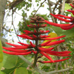 Erythrina lysistemon / Erythrine / Arbre Corail -  lot de 10 graines 