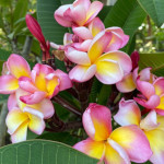 Plumeria tricolor / Frangipanier